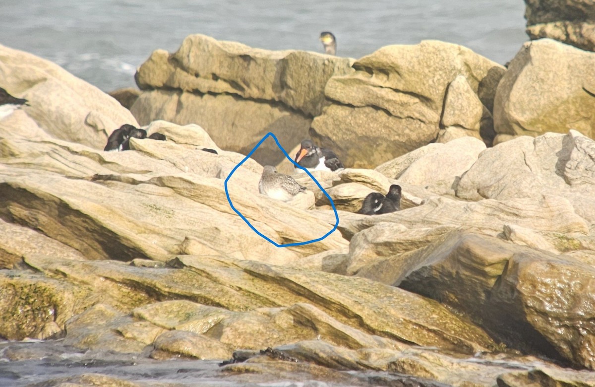 Буурал сүвээ цагаан - ML644637996