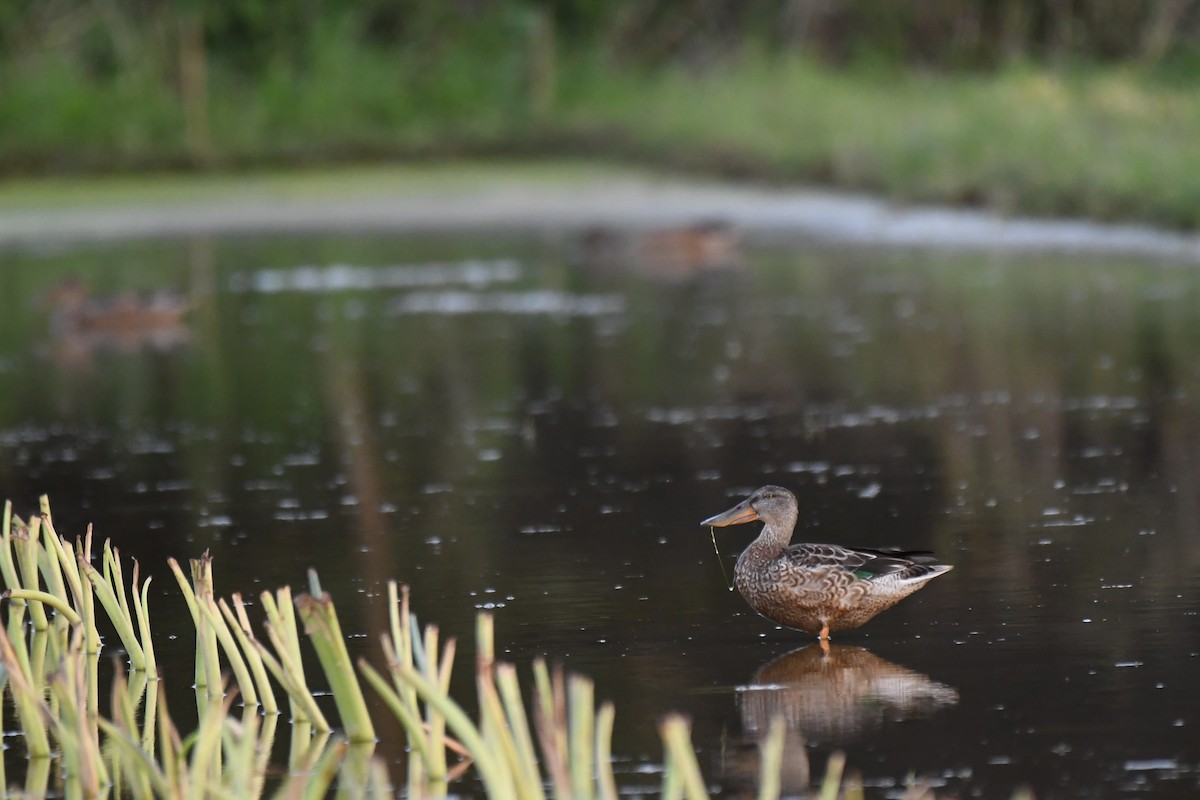 Cuchara Común - ML644637997