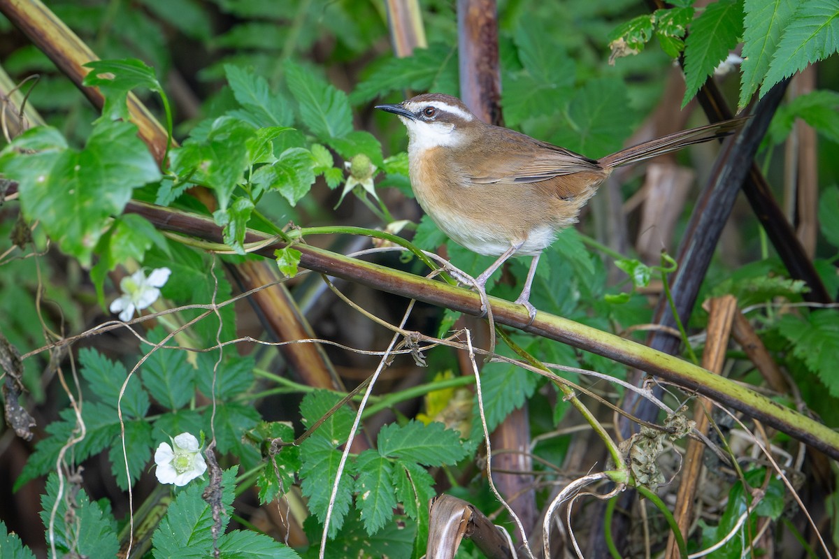 Neukaledonien-Buschsänger - ML644637998