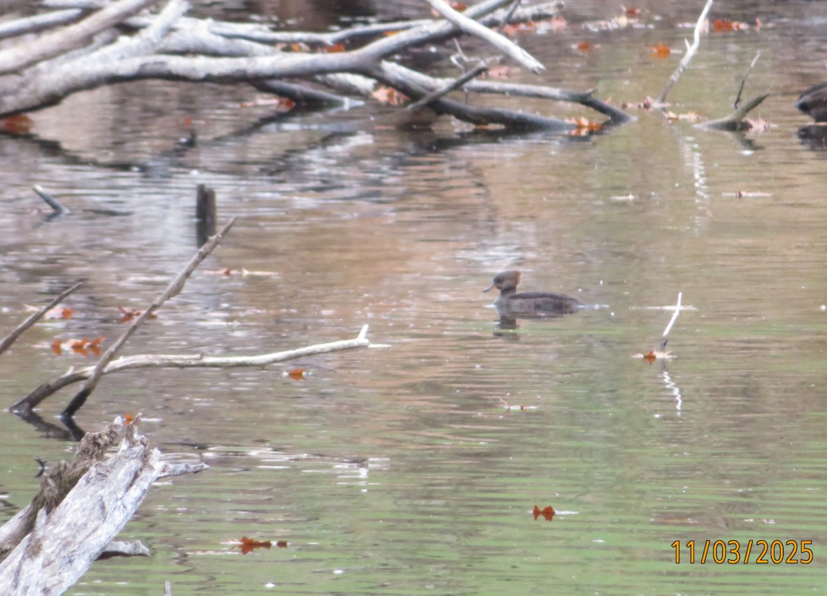 Zerra buruhandia - ML644637999