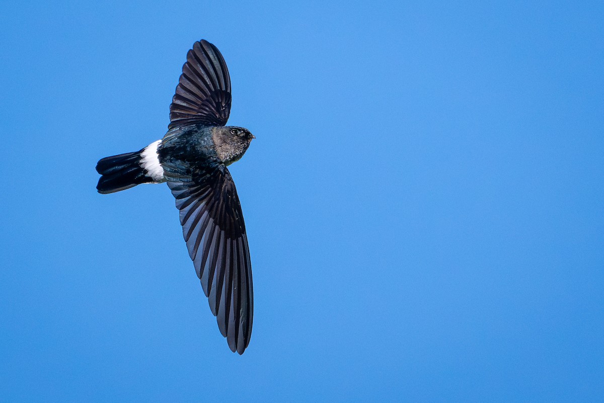 Samtsalangane - ML644638001