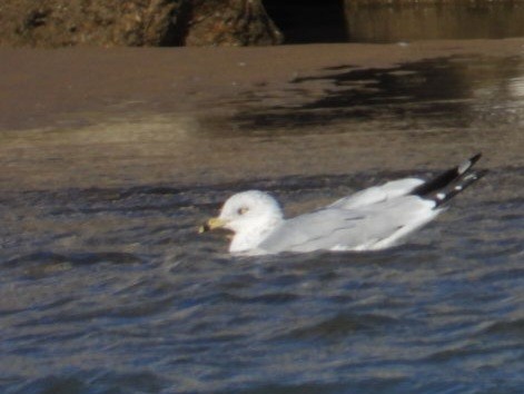 Ring-billed Gull - ML644638017