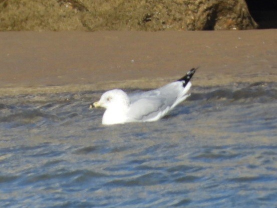 Ring-billed Gull - ML644638018