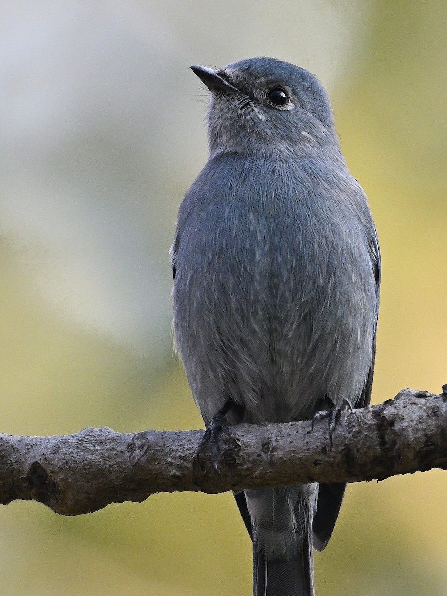 Verditer Flycatcher - ML644638024