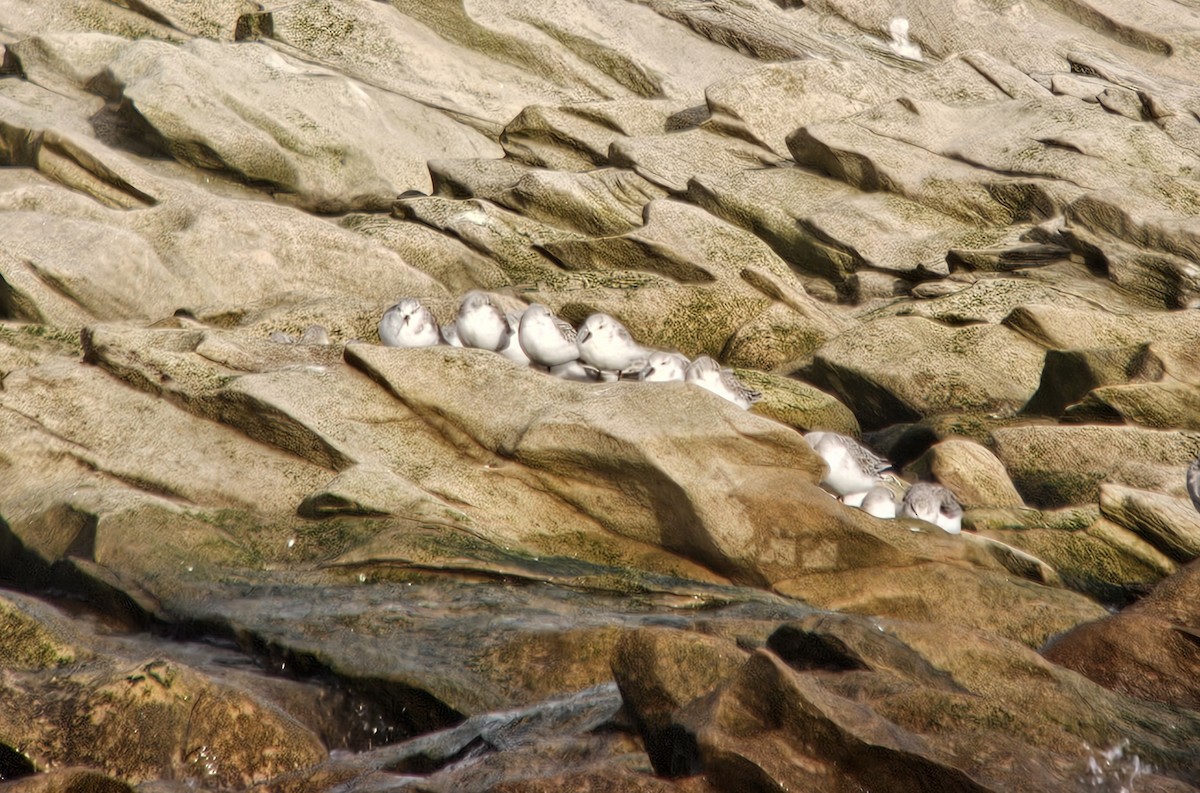 Sanderling - ML644638025