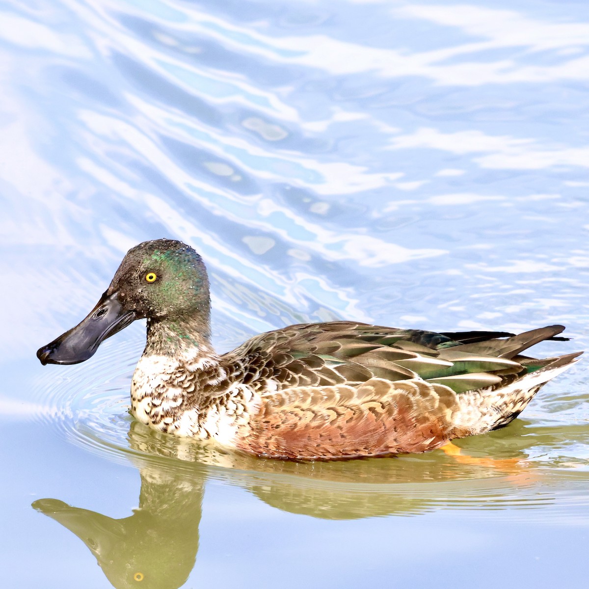 Cuchara Común - ML644638028