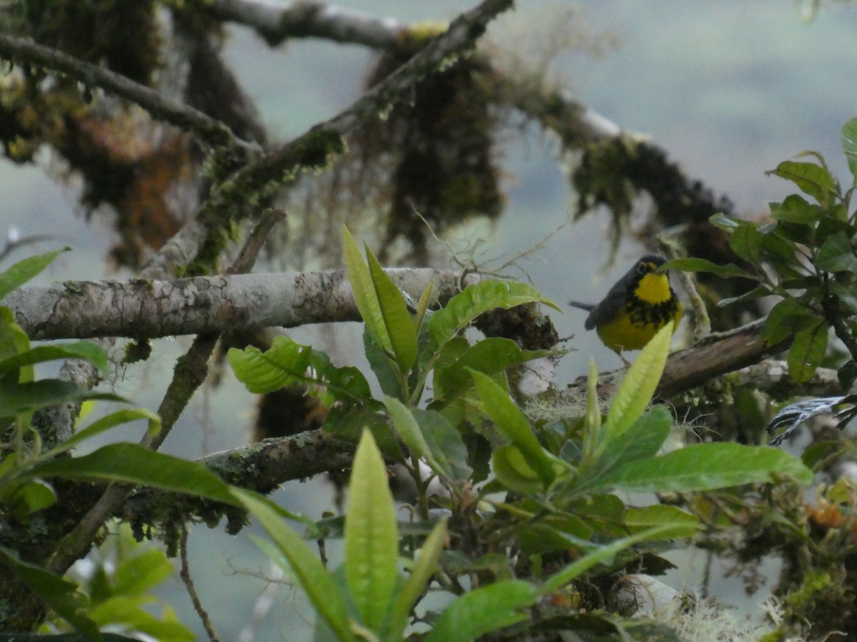 Canada Warbler - ML644638031