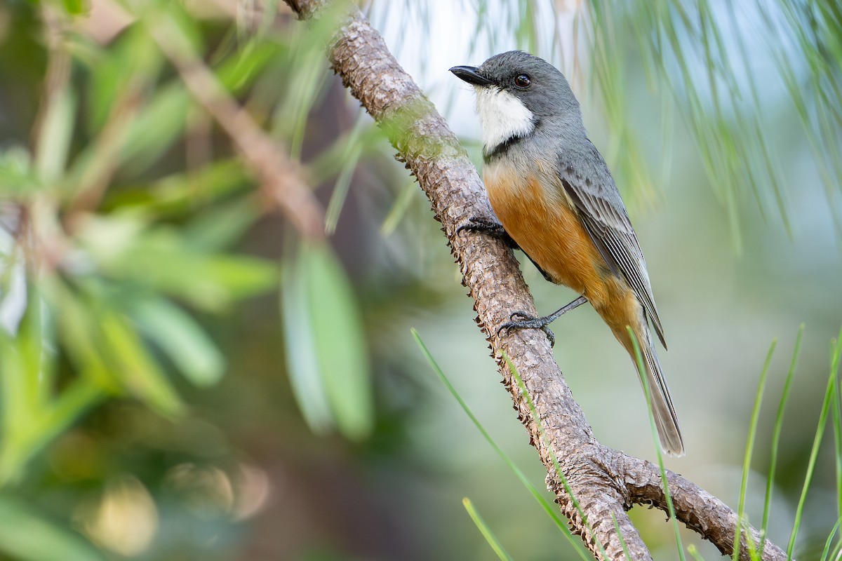 Schlichtmantel-Dickkopf - ML644638032