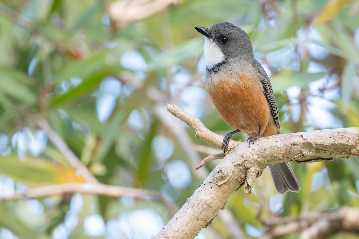 Schlichtmantel-Dickkopf - ML644638033