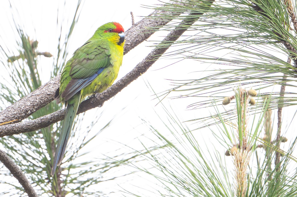 Neukaledoniensittich - ML644638035