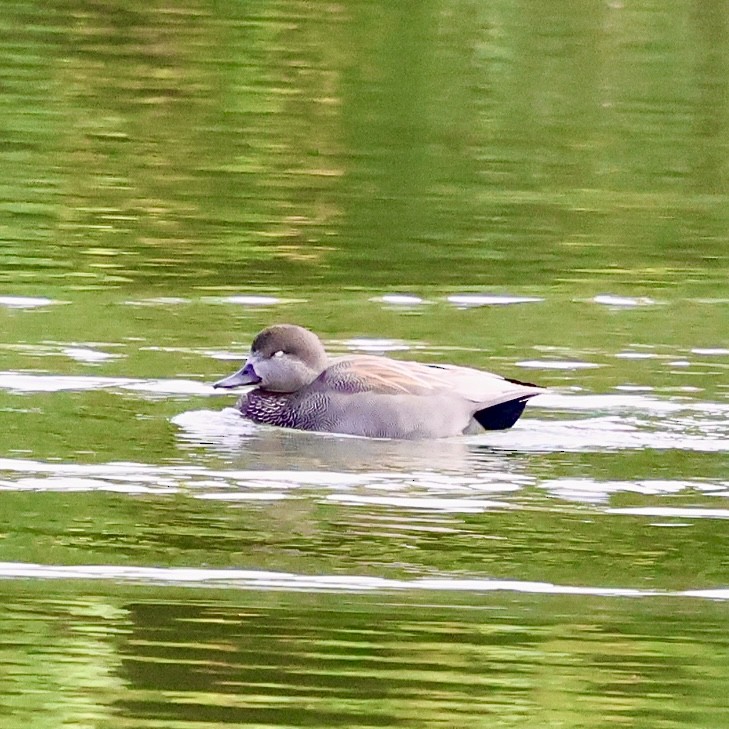Gadwall - ML644638036