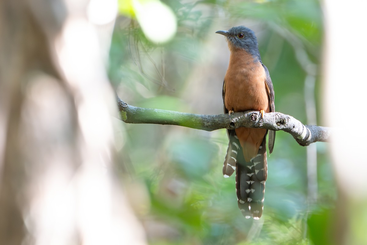 Fächerschwanzkuckuck - ML644638053