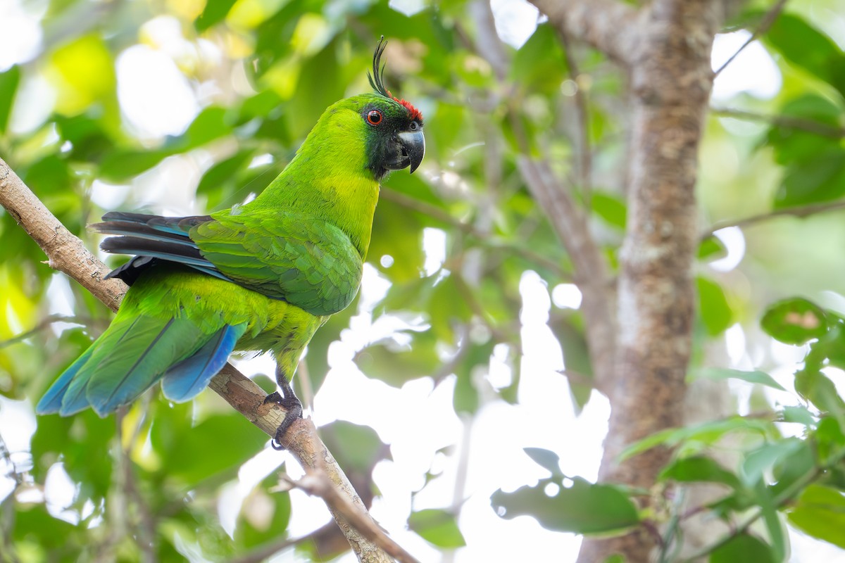 Ouvéasittich - ML644638055