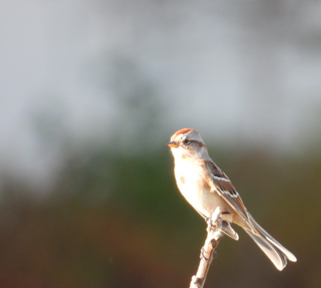 Hudson Körfezi Serçesi - ML644638060