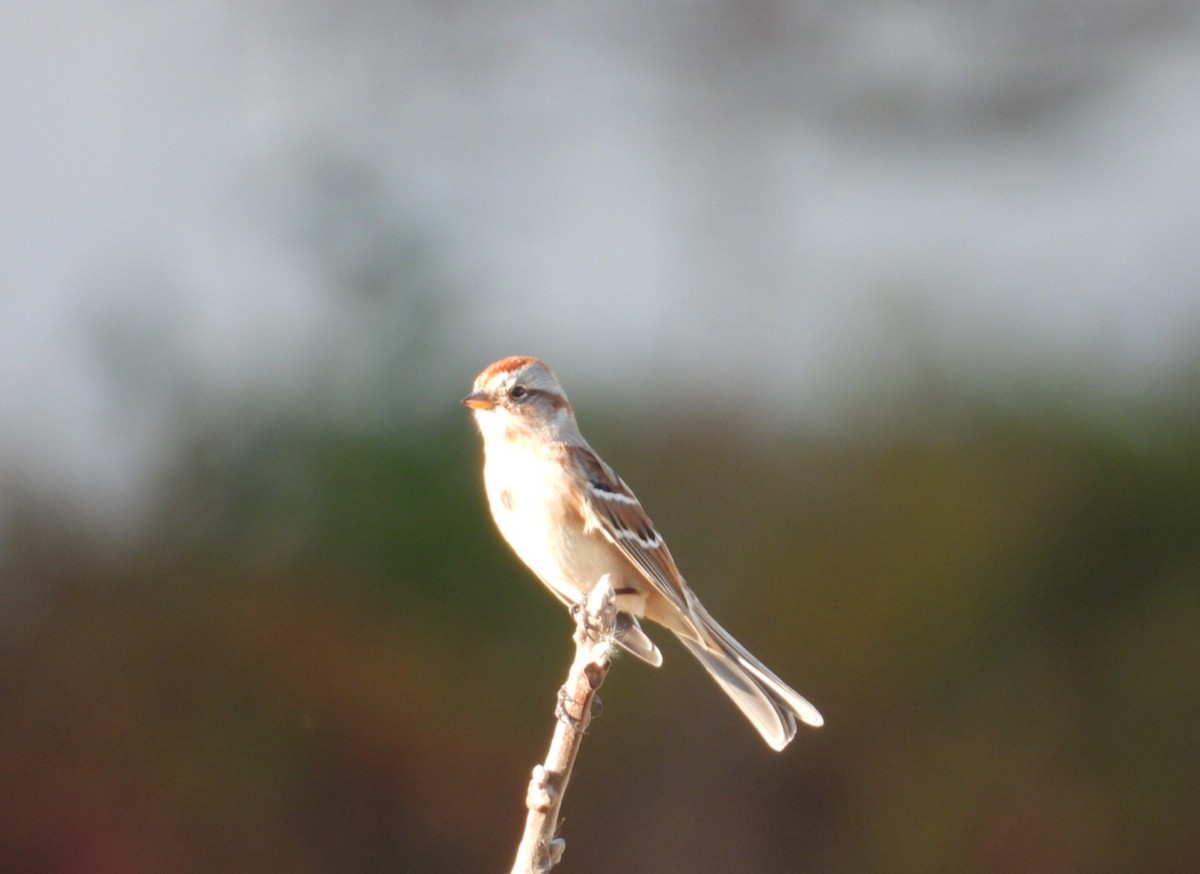 Hudson Körfezi Serçesi - ML644638061