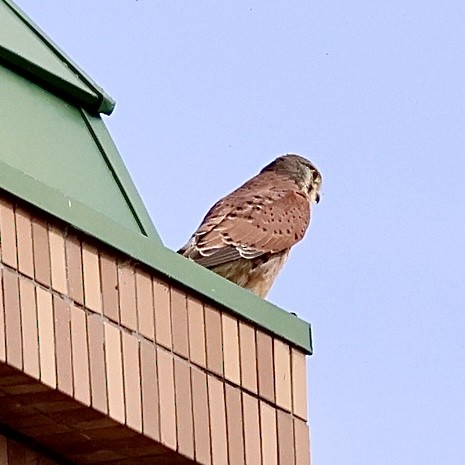 Belatz gorria - ML644638062