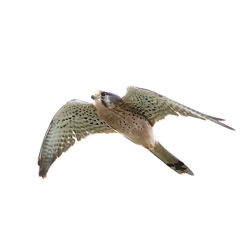 Belatz gorria - ML644638063