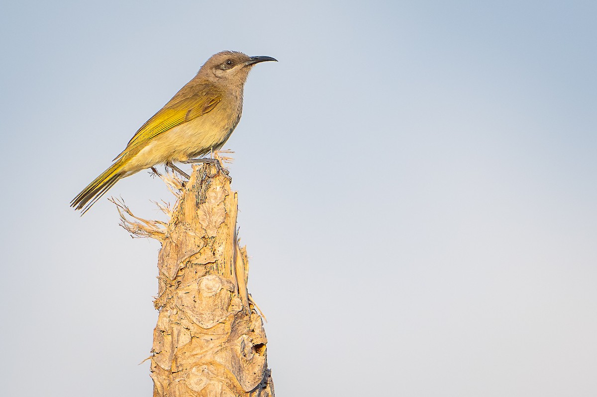 Gray-eared Honeyeater - ML644638065