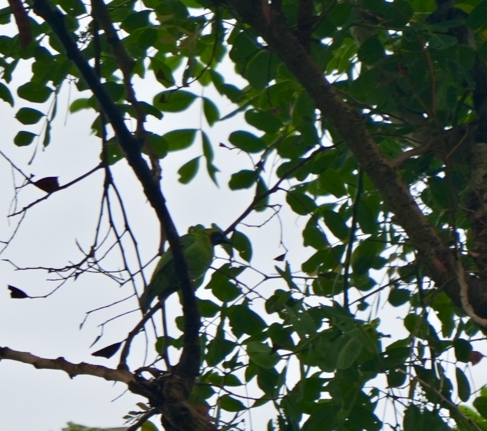 Golden-fronted Leafbird - ML644638067