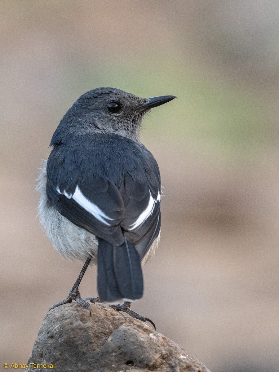 Oriental Magpie-Robin - ML644638071