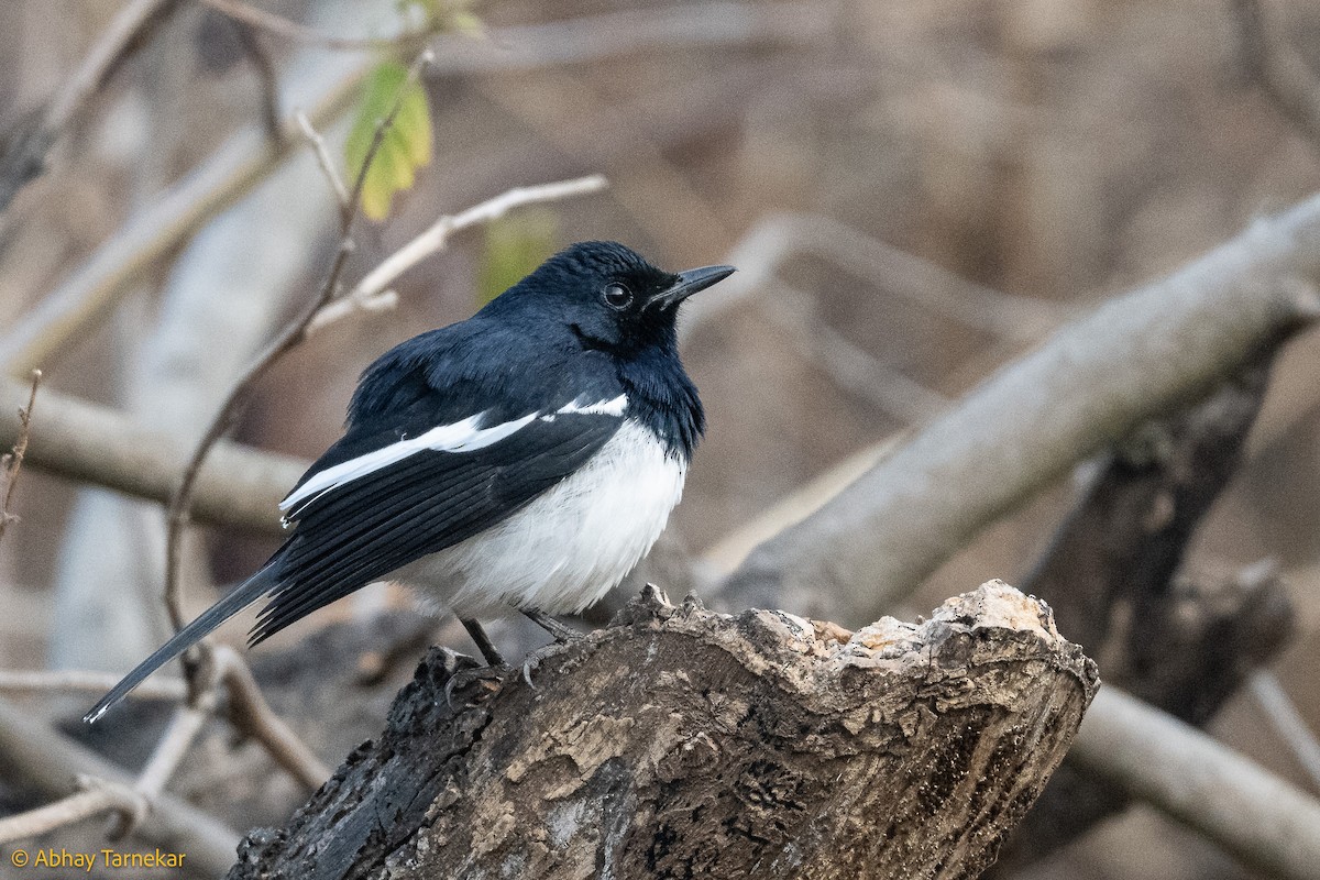 Oriental Magpie-Robin - ML644638073