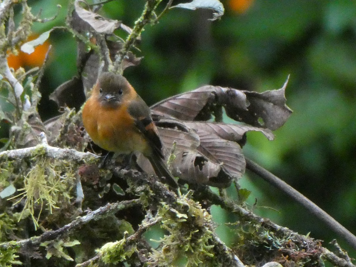 Cinnamon Flycatcher - ML644638074