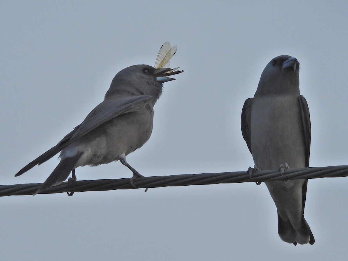 Ashy Woodswallow - ML644638075