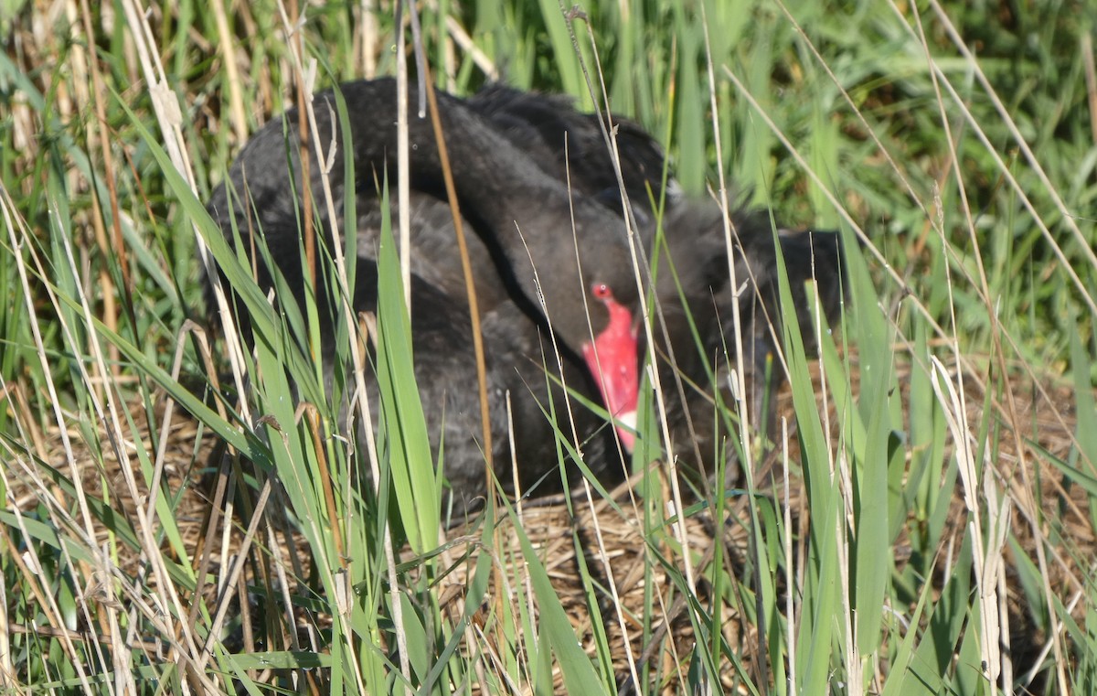 Black Swan - ML644638076