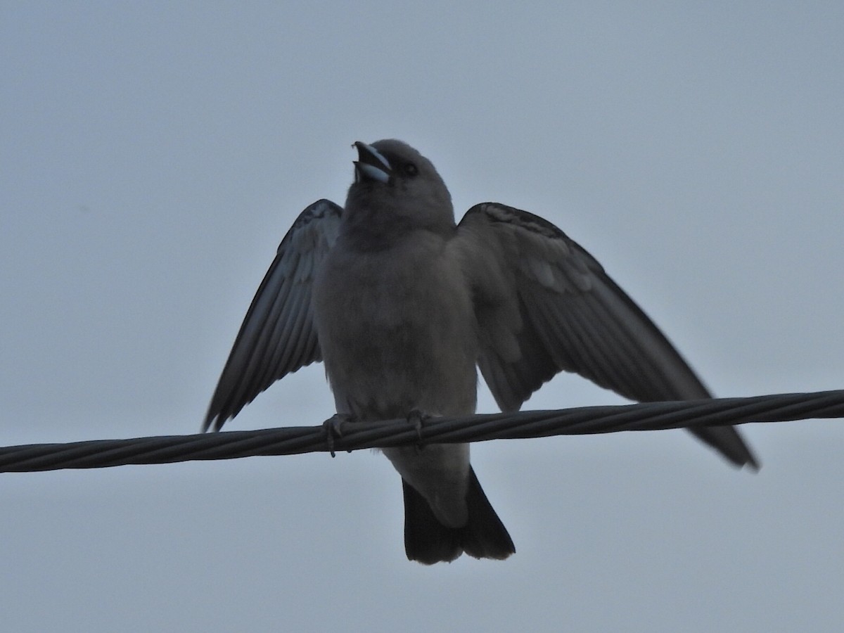 Ashy Woodswallow - ML644638077