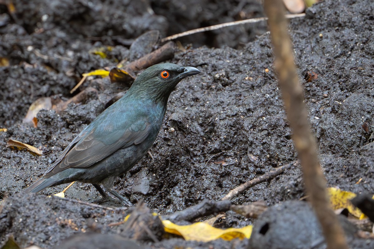 Striated Starling - ML644638078