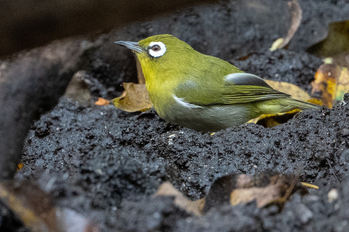 Green-backed White-eye - ML644638079