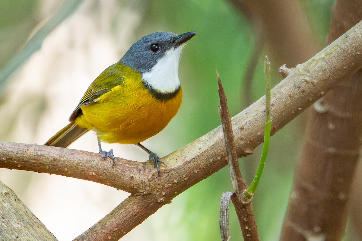 New Caledonian Whistler - ML644638080