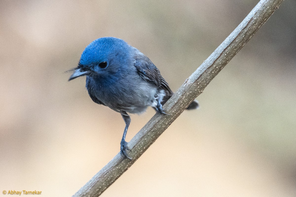 Black-naped Monarch - ML644638085