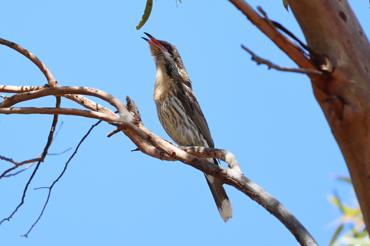 Spiny-cheeked Honeyeater - ML644638086