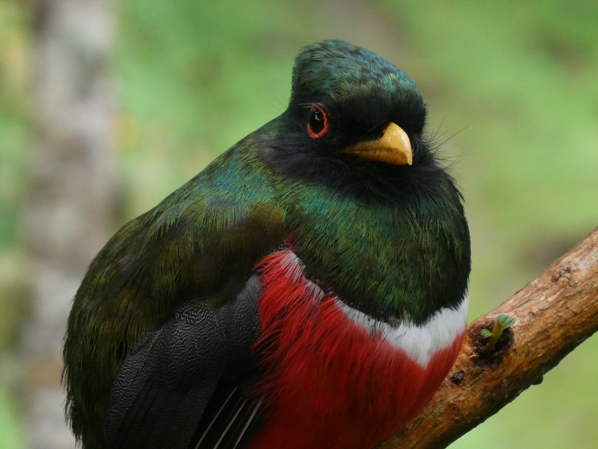 Masked Trogon - ML644638088