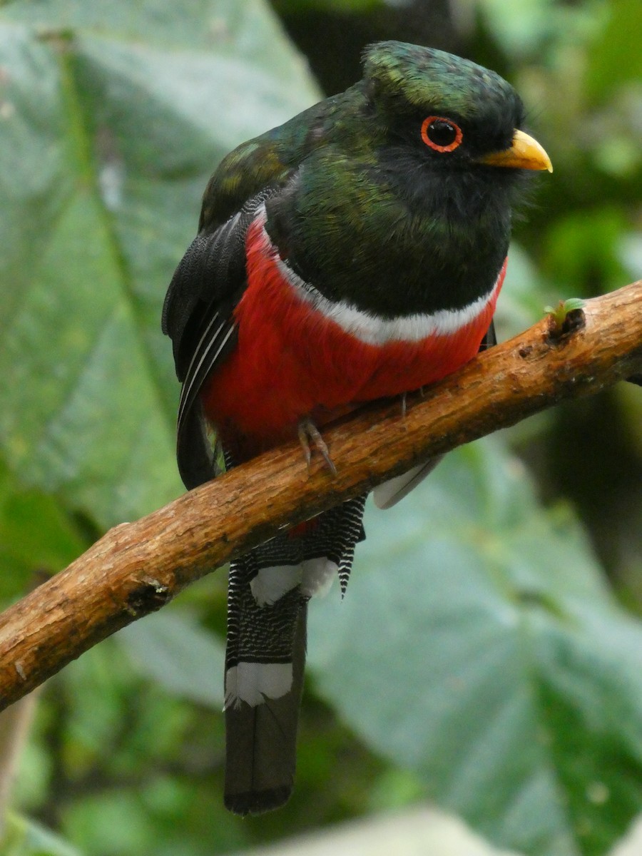 Masked Trogon - ML644638089