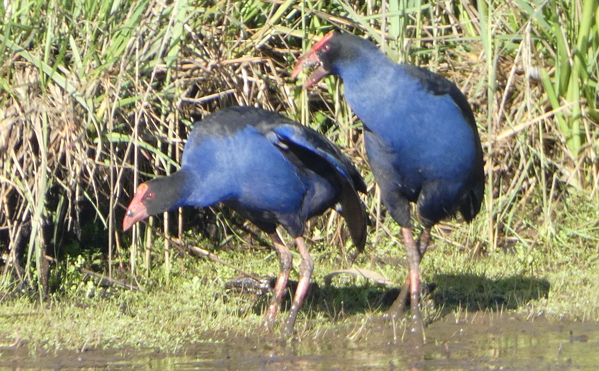Australasian Swamphen - ML644638090
