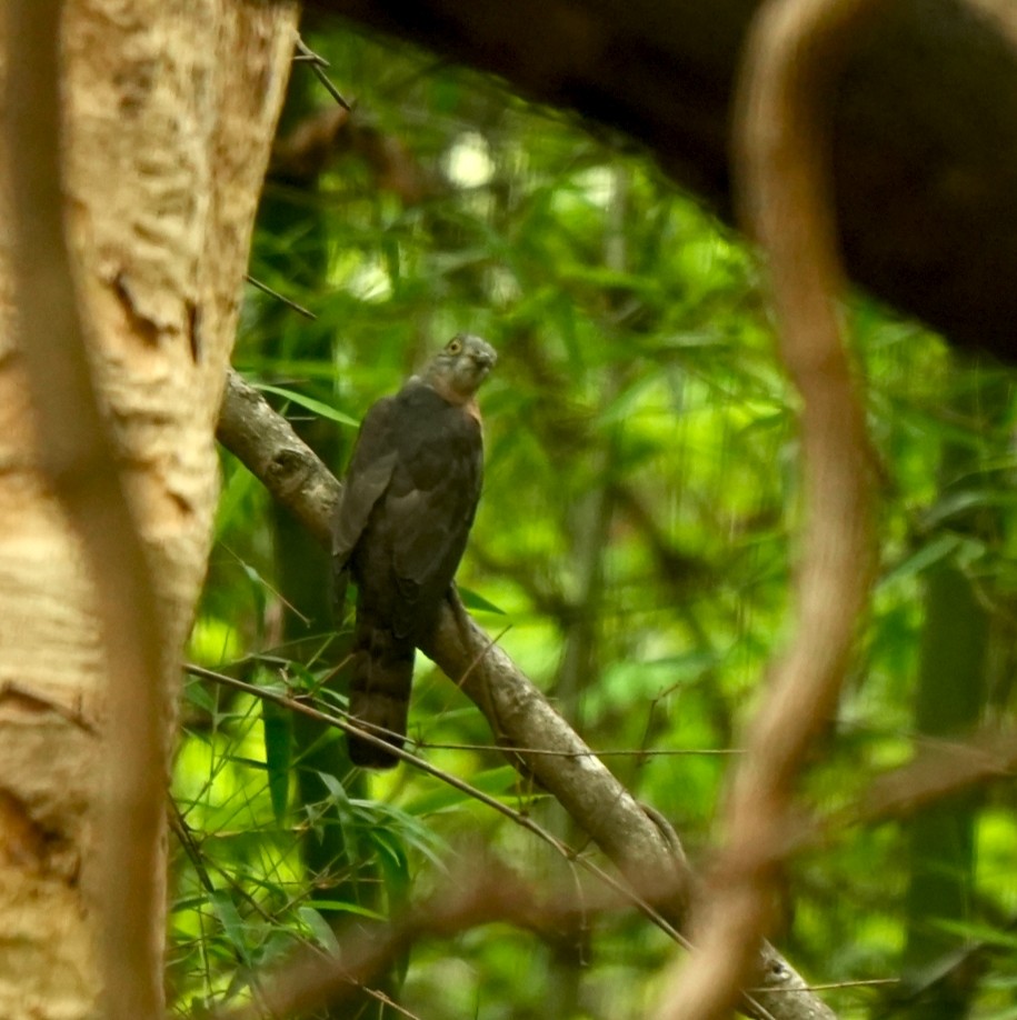 Common Hawk-Cuckoo - ML644638091