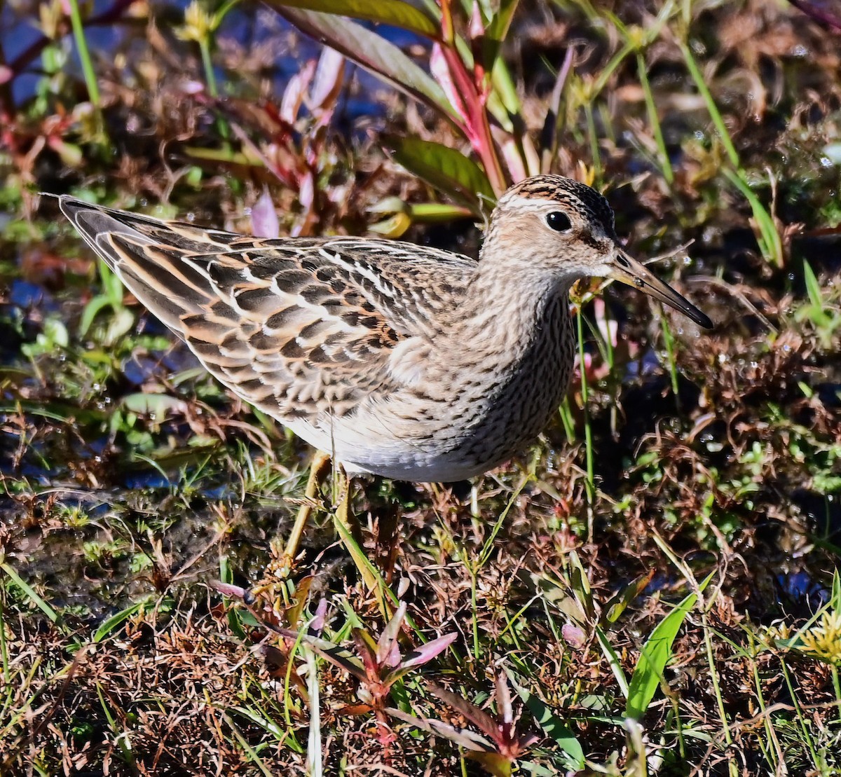 Pectoral Sandpiper - ML644638092