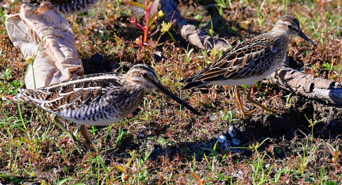 Pectoral Sandpiper - ML644638093