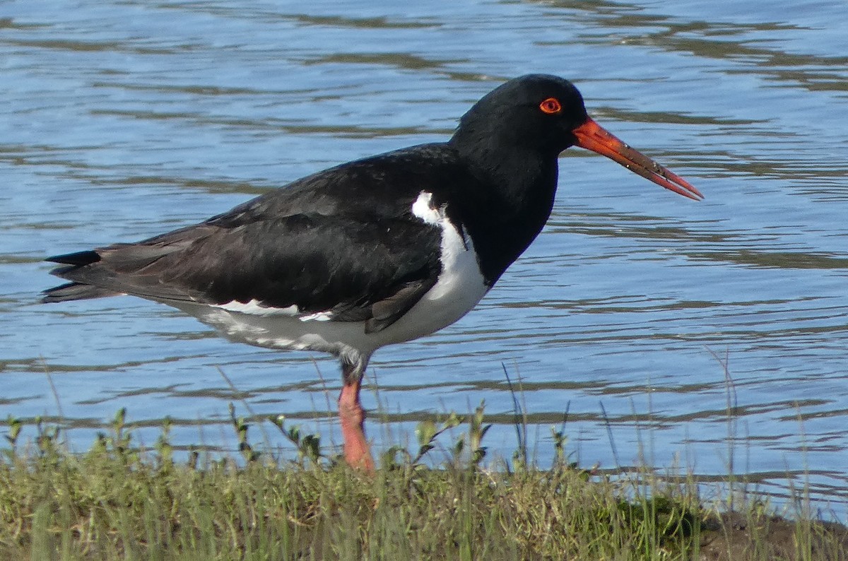 Pied Oystercatcher - ML644638096
