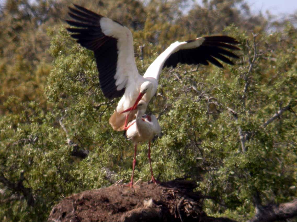 White Stork - ML644638098