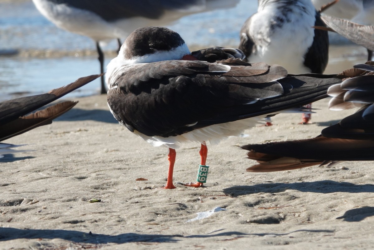 Black Skimmer - ML644638099