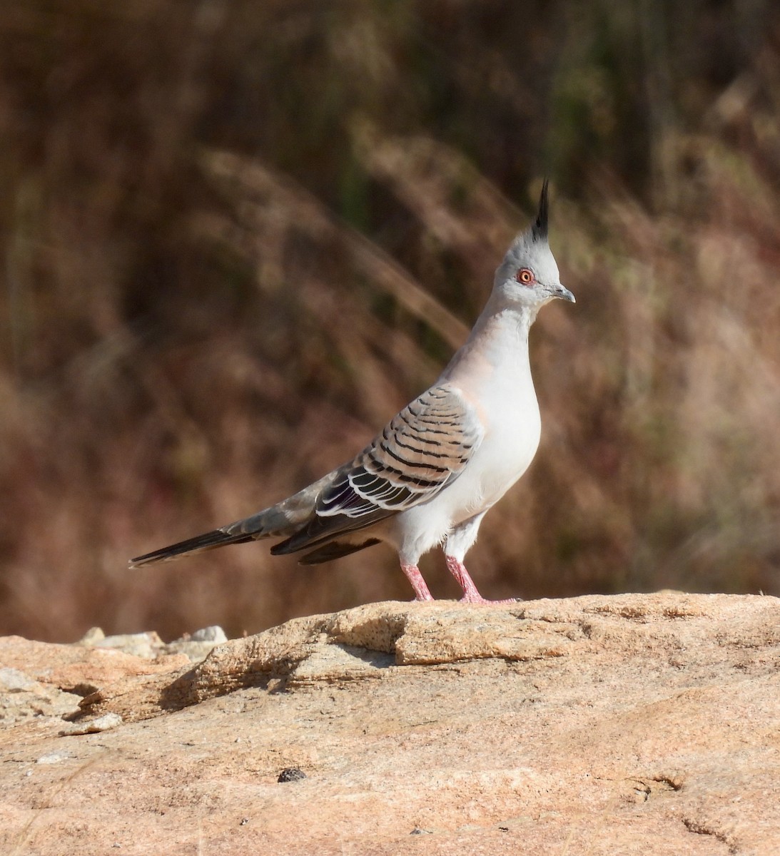 Crested Pigeon - ML644638100