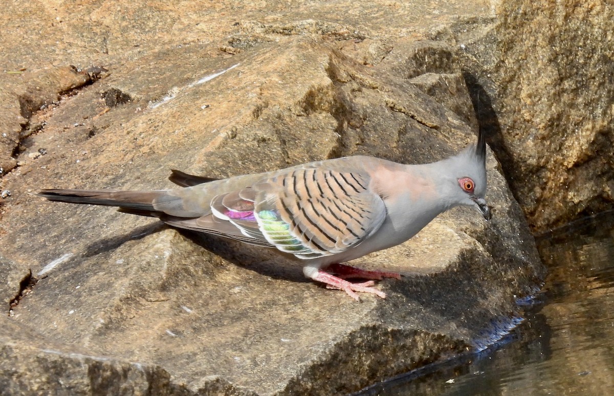 Crested Pigeon - ML644638105