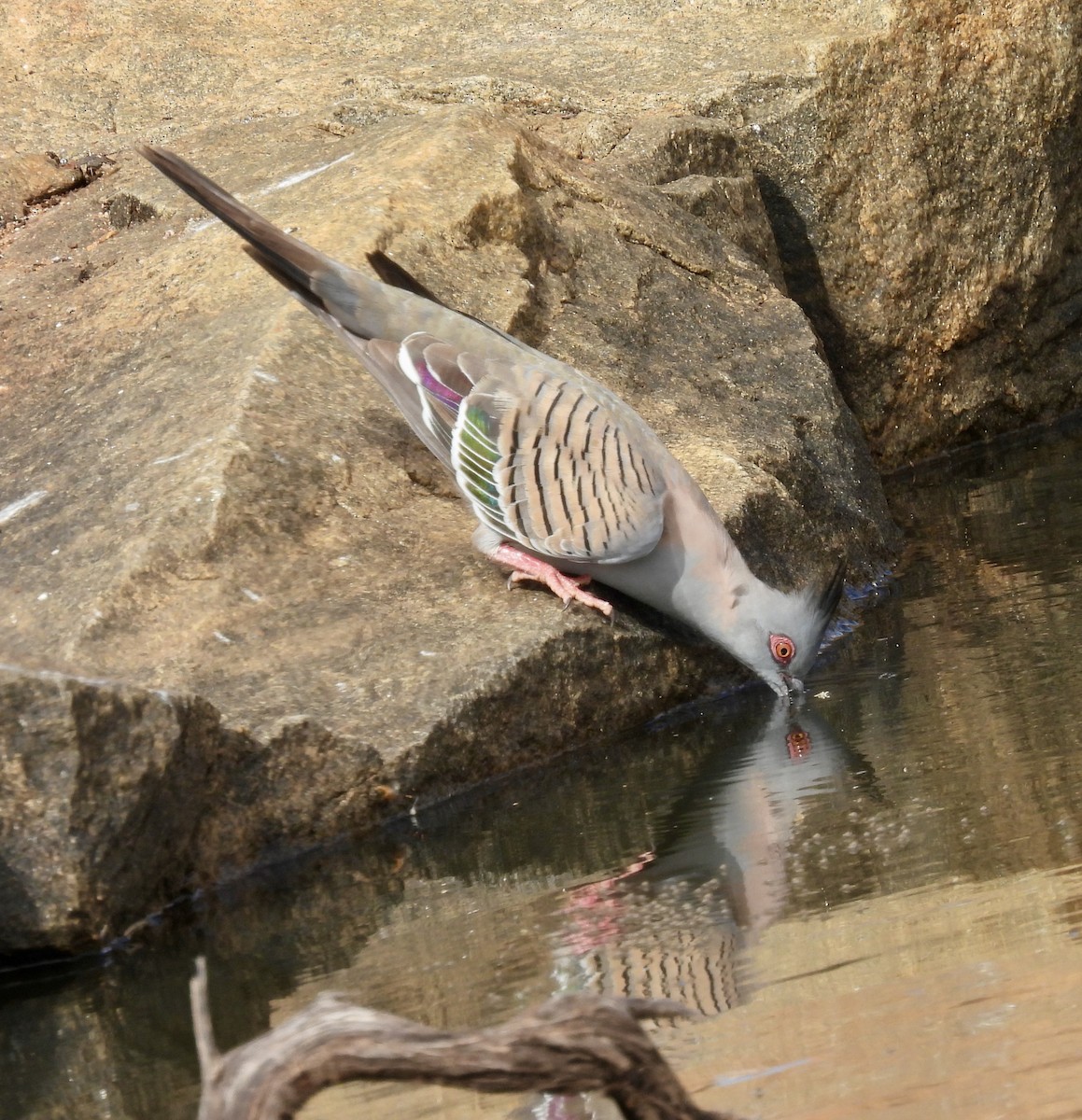 Crested Pigeon - ML644638106
