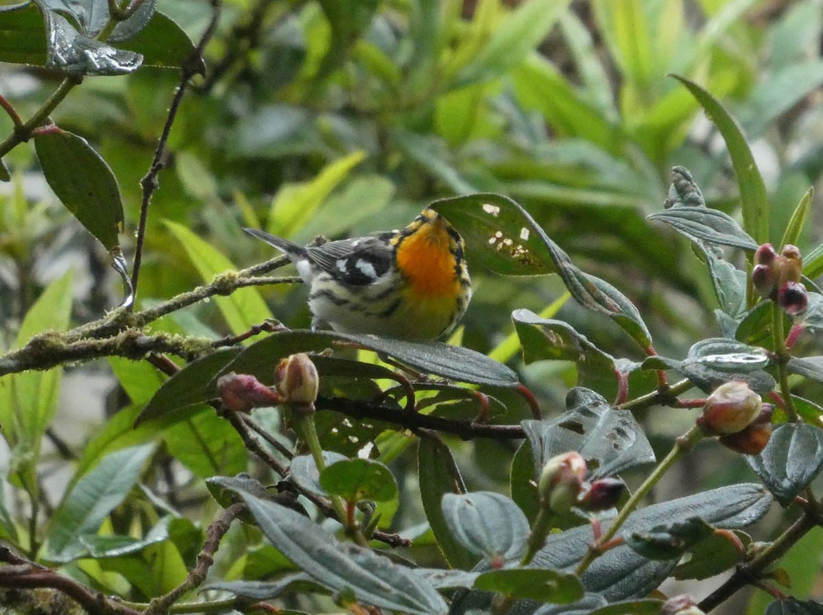 Blackburnian Warbler - ML644638107