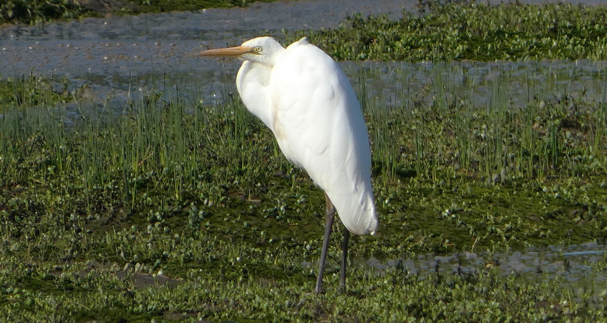Great Egret (modesta) - ML644638108