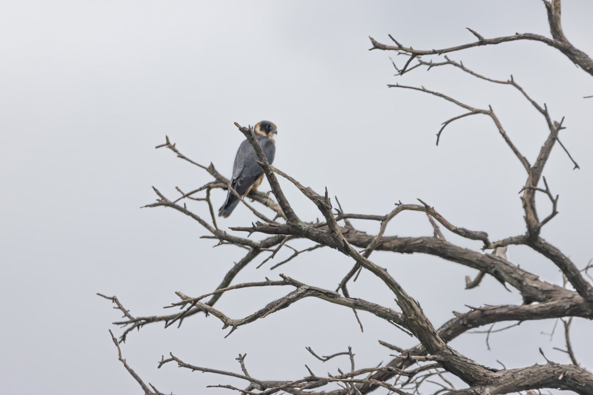Australian Hobby - ML644638110