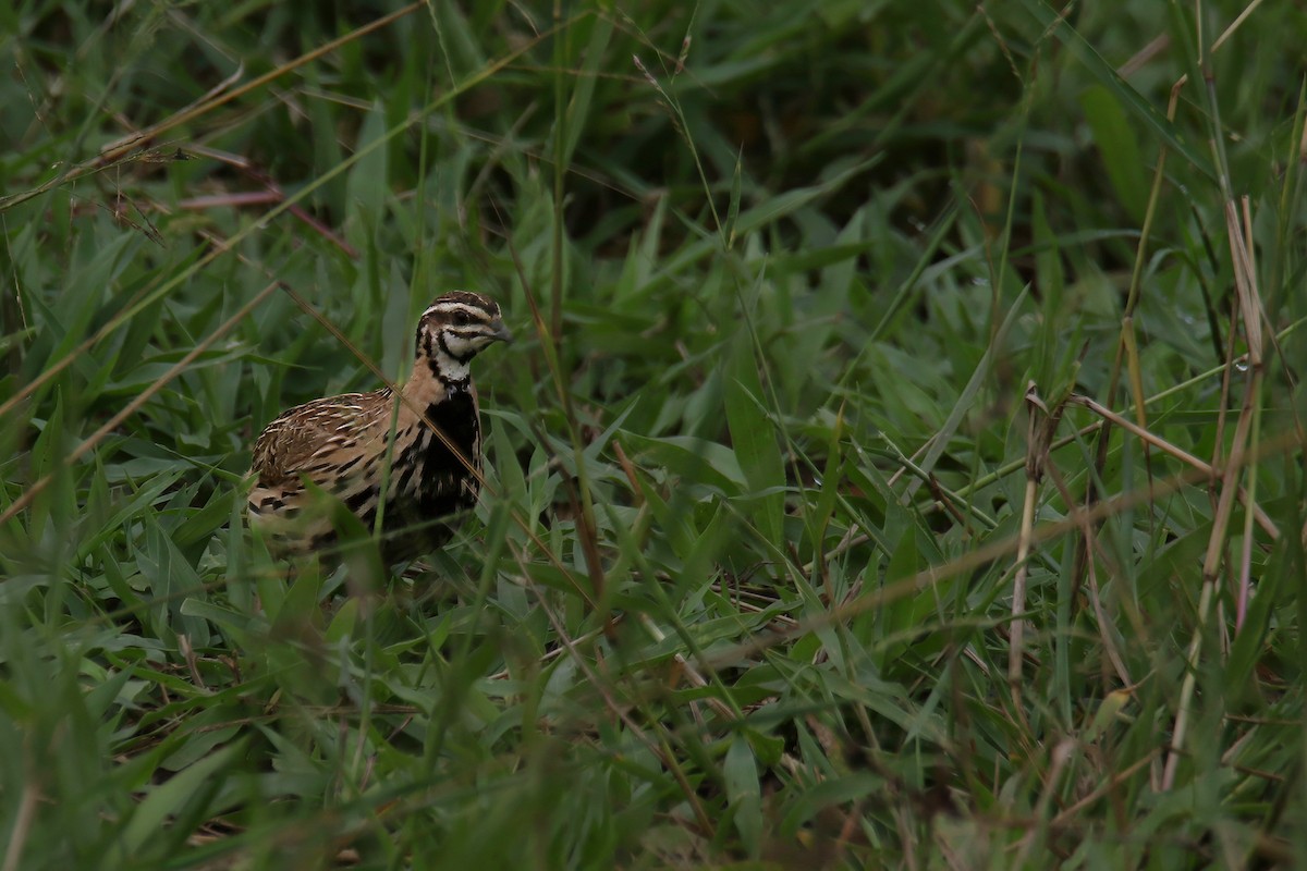 Rain Quail - ML644638119